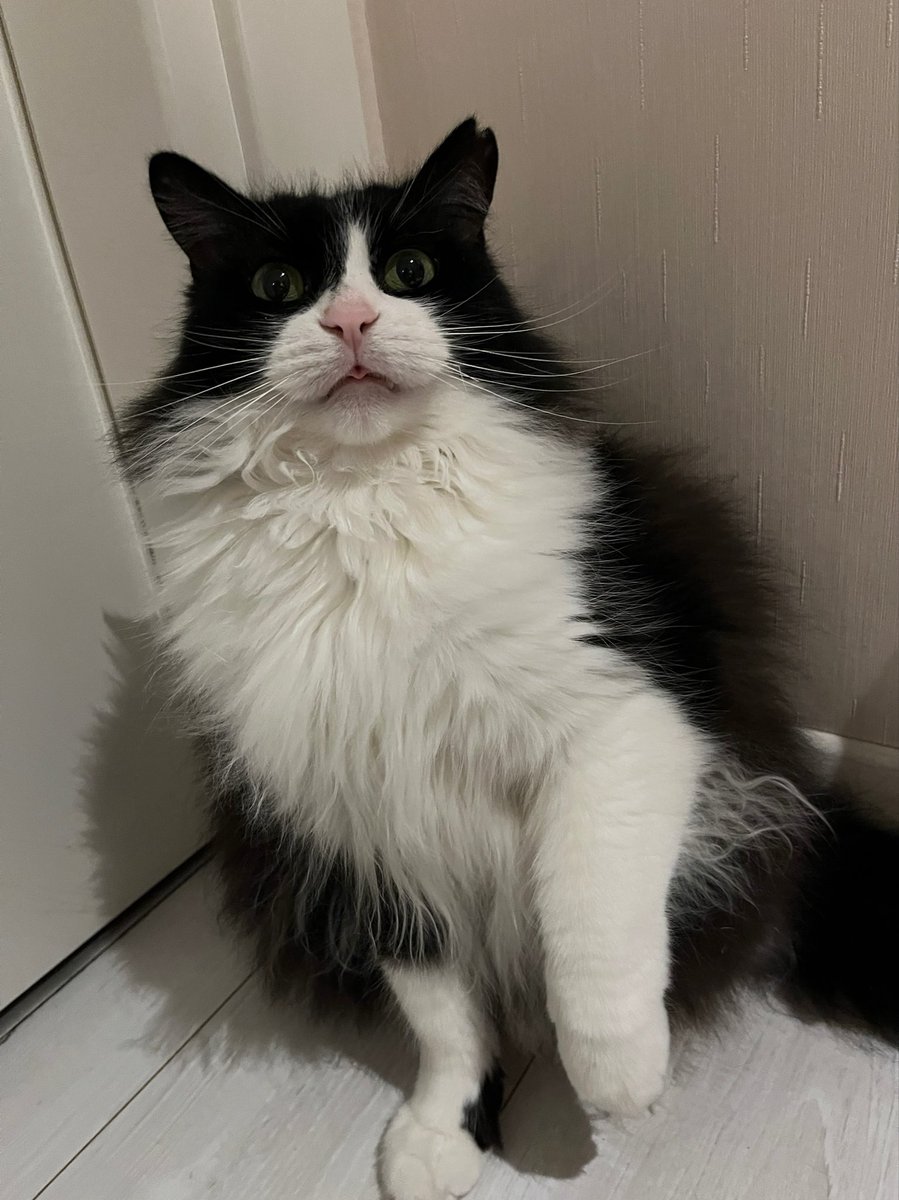 Dayak mi iştiyoşum