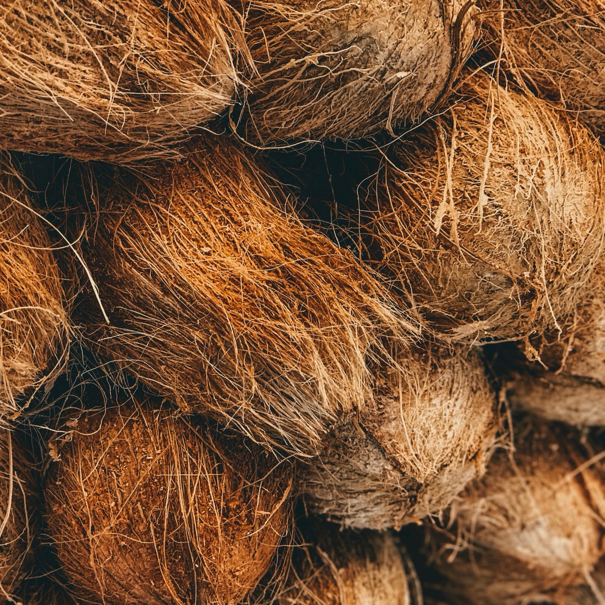 CompostingWorm's tweet image. Not sure what bedding to use for your #vermicomposting bin?
Check out our article about the benefits of using coconut coir.
compostingwithredworms.com/coir-coco/