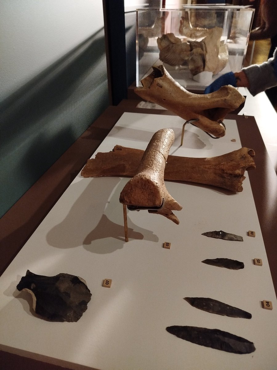 Une nouvelle place pour la Préhistoire au Musée de Picardie. Une belle suite à notre exposition La Somme des Préhistoires mais aussi les prémices d'un nouvel espace dédié. À suivre !
#prehistoire <a href="/AmiensMetropole/">Amiens Métropole - Ville d’Amiens</a>