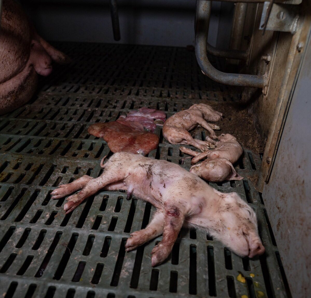 Have we become so benumbed to the savagery we inflict, that the 100s of billions of lives we violently abuse &amp; desecrate; that their agony &amp; spilled blood, are so banal to us as to not even emit a flicker of remorse, let alone the moral outrage &amp; resistance it truly deserves?