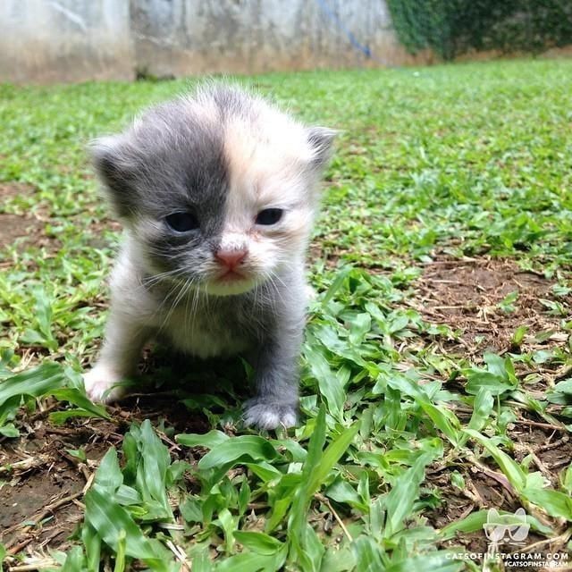smol silly cat tweet media
