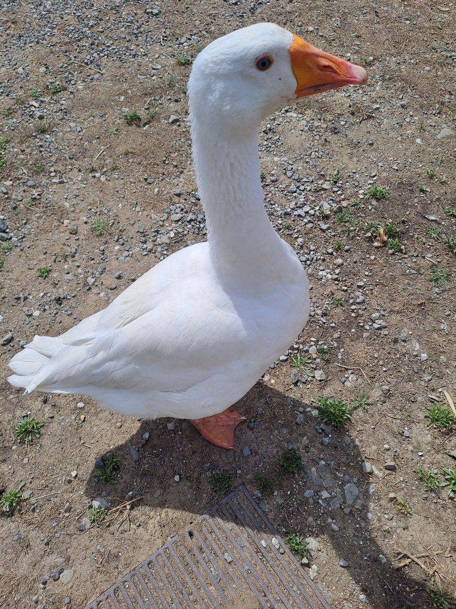 Orgogliosa di essere una papera #DDM