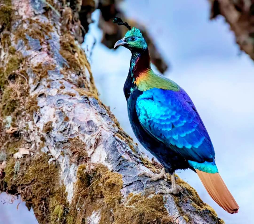 कुनै शब्दको आवस्यकता छैन।