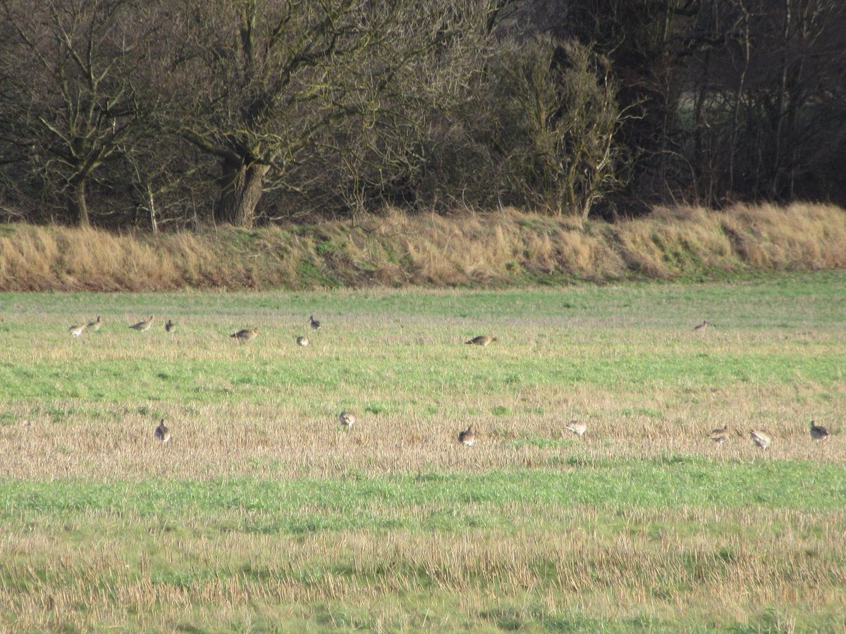 Good to see a flock of maybe 100 curlew in the fields by the Almond at Lennie today. <a href="/EdinburghNats/">ENHS</a> <a href="/birdinglothian/">Birding Lothian</a> <a href="/EdinBirdwatcher/">The Edinburgh Birdwatcher</a>