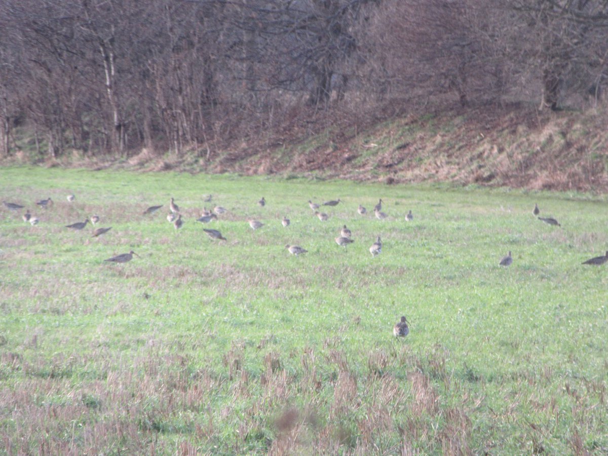 Wilma Harper tweet media