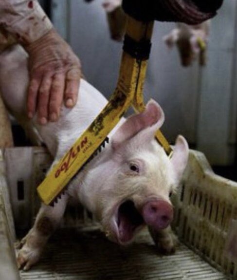 Being repulsed by cruelty, violence &amp; killing is a sign of a healthy moral conscience. 
If it wasn’t instinctively, morally repugnant to us, we’d feel no need to ameliorate, sanitise or rationalise it with misleading adjectives, euphemistic terms or blatantly flawed arguments.