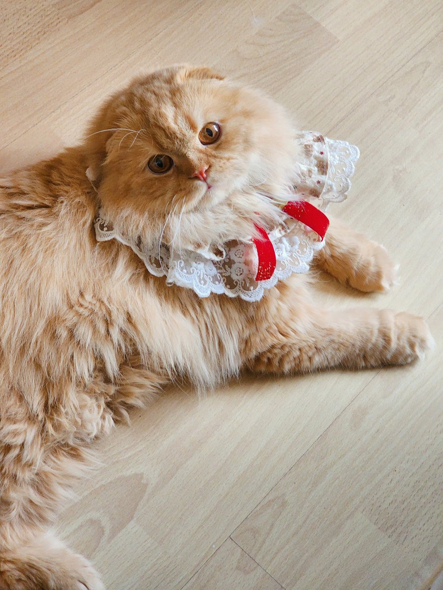 จมายเม่นเม่นและแมวพัมพุง 🦔🍑🐱 tweet media
