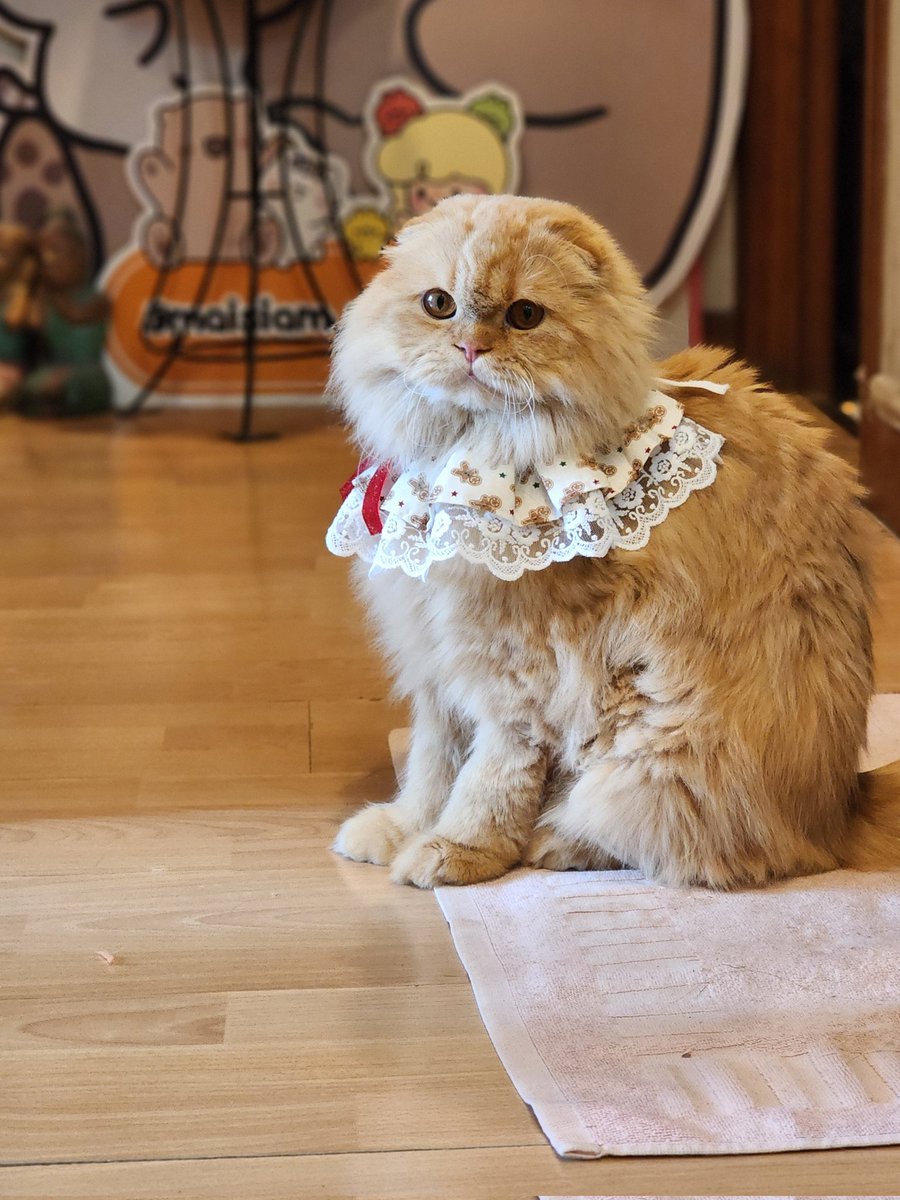 จมายเม่นเม่นและแมวพัมพุง 🦔🍑🐱 tweet media