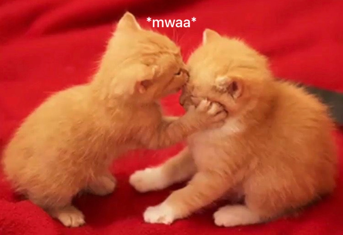 Catsillyness tweet picture