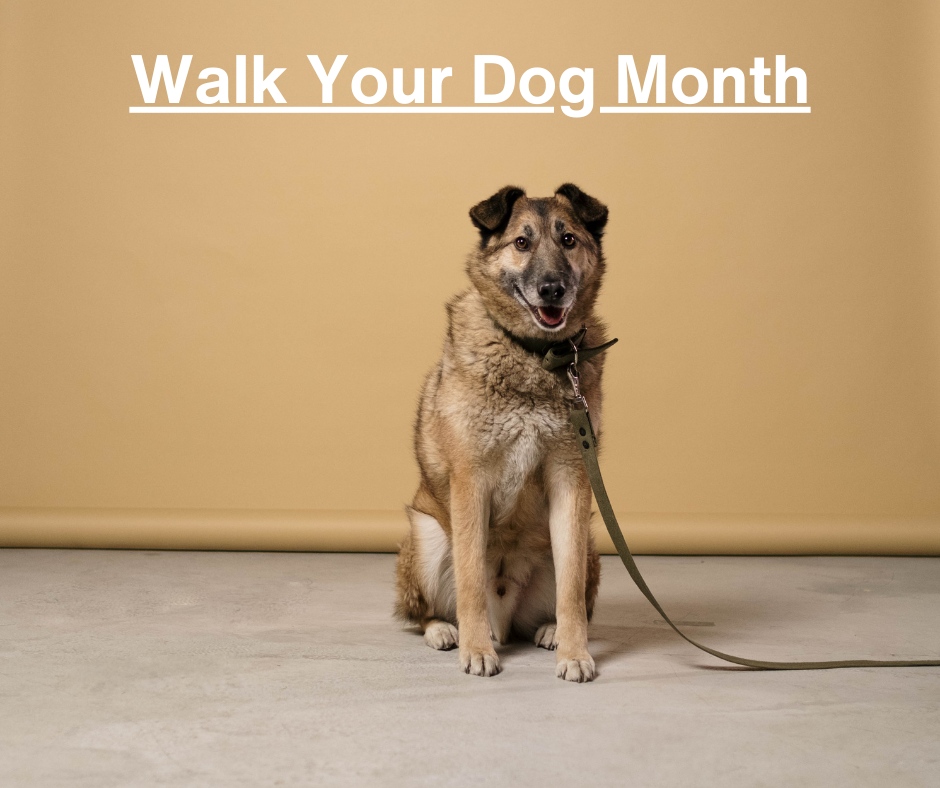 NHPAH's tweet image. Shake off the winter blues with a daily stroll—happy Walk Your Dog Month!

#newhydeparkanimalhospital #newhydepark #animalhospital #vaccinations #boarding #dentistry #stemcelltherapy #pethospital #veterinarian