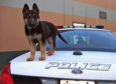 German Shepherd puppy in training to become a police dog.