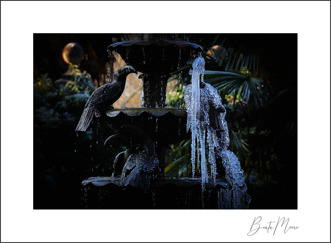 Beata Moore (@beam00re) on Twitter photo Trapped in ice, the lovely Wisley toucans, became prisoners of a short cold spell. Such lovely icicles and a variety of textures and forms here! <a href="/CanonUKandIE/">Canon UK and Ireland</a> Trapped in ice, the lovely Wisley toucans, became prisoners of a short cold spell. Such lovely icicles and a variety of textures and forms here! <a href="/CanonUKandIE/">Canon UK and Ireland</a>