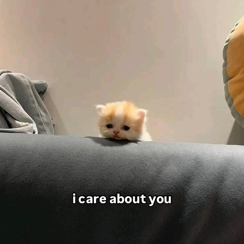 smol silly cat tweet media