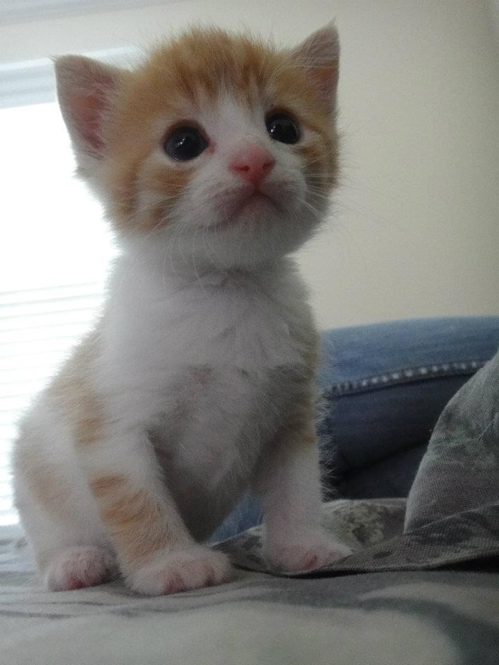 smol silly cat tweet media
