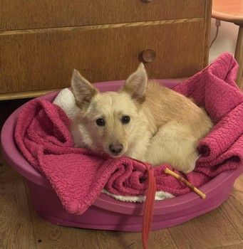 WINNIE HOME SAFE. THANKS FOR RT's 😊🐕🐾

🆘12 JAN 2025 #Lost WINNIE #ScanMe #Tagged
Tan Cross Breed Female PLEASE DO NOT CHASE.  LEAD ATTACHED. 
Heigham Park / College Road #Norwich #Norfolk #NR2 
doglost.co.uk/dog-blog.php?d…