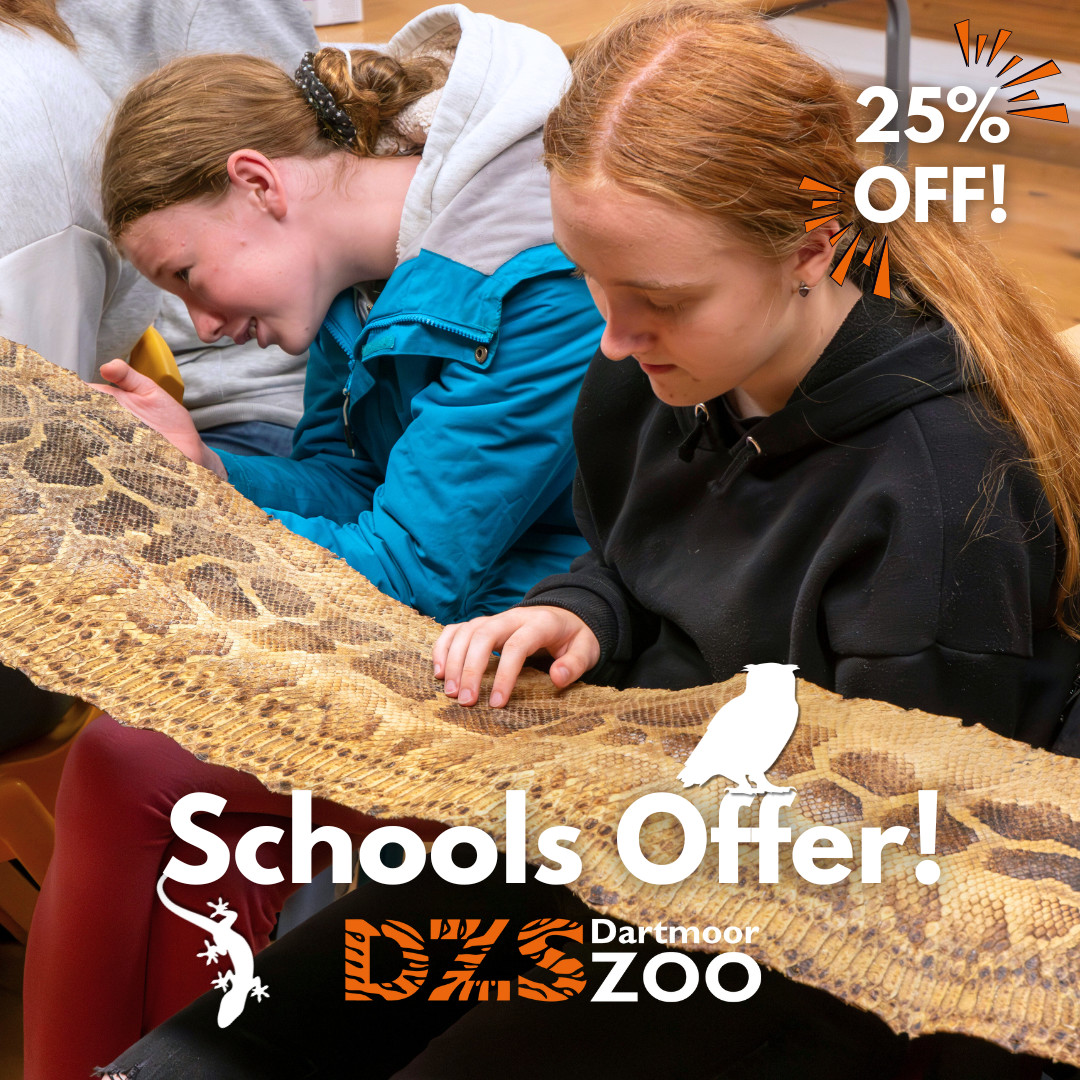 Begin 2025 with an absolute steal of a deal! 🐾

If you book a school visit to Dartmoor Zoo between now and Monday 31st March 2025, you'll get an impressive 25% off! 🐯

T&amp;c's apply. Find out more now: dartmoorzoo.org.uk/schools-offer/ 👈

#DartmoorZoo #DZS #Devon #SchoolsOffer