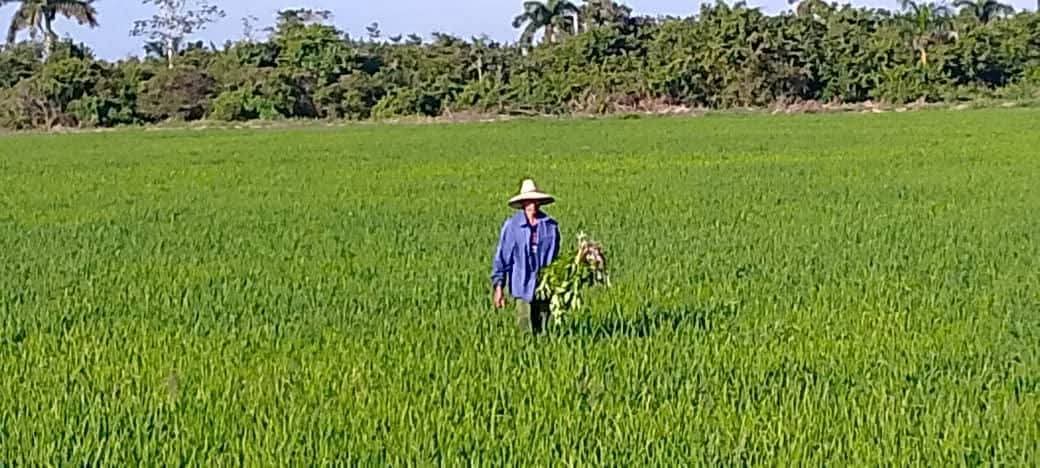 Imágenes de las primeras 16 hectáreas de arroz plantadas en #LosPalacios como parte del convenio #Cuba #Vietnam