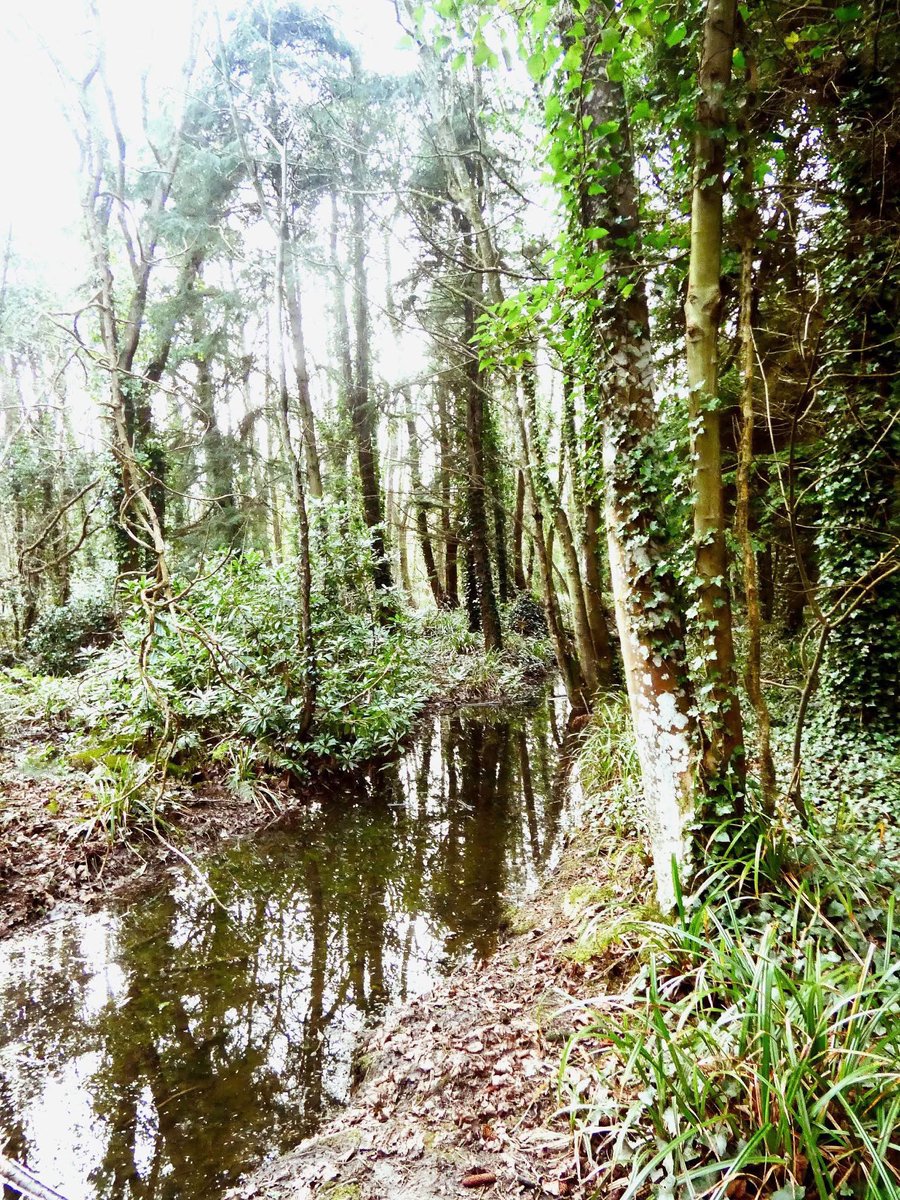 ACHUB PENRHOS / SAVE PENRHOS NATURE RESERVE 🍃💚🍃 tweet media