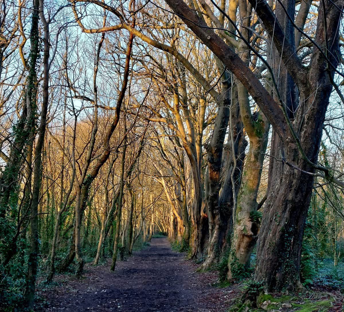 ACHUB PENRHOS / SAVE PENRHOS NATURE RESERVE 🍃💚🍃 tweet media