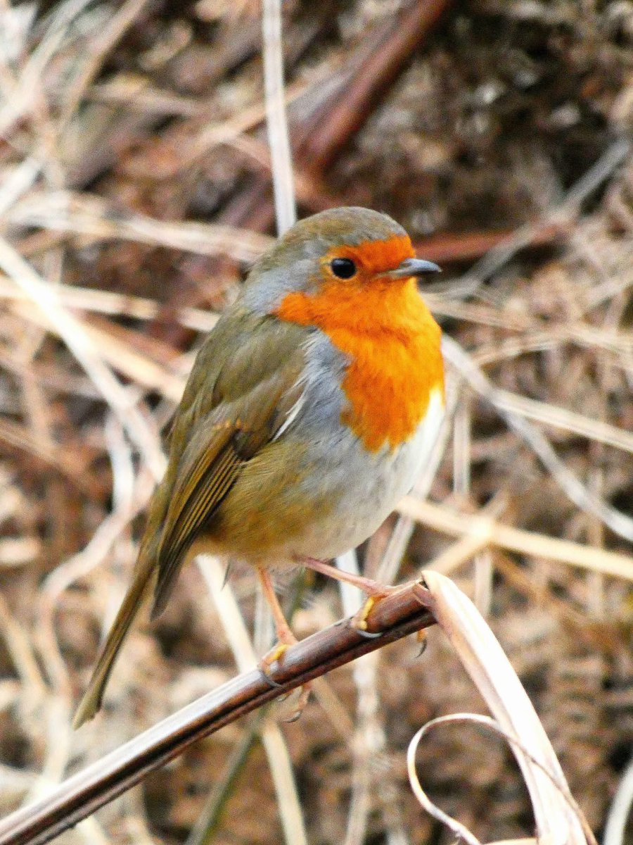 ACHUB PENRHOS / SAVE PENRHOS NATURE RESERVE 🍃💚🍃 tweet media