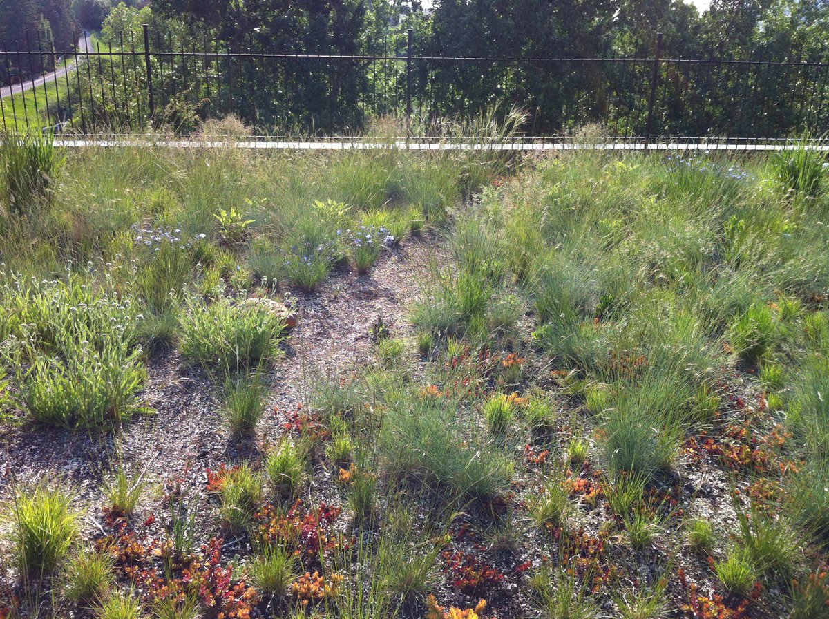 Green T Design tweet media