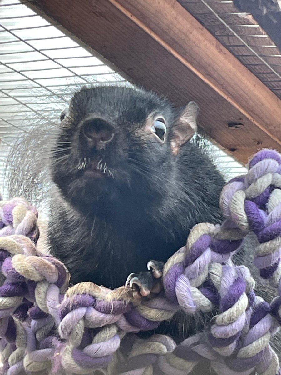 Whizz 🖤🐿️🐿️🐿️🐿️ hitchinsquirrelrescue.co.uk