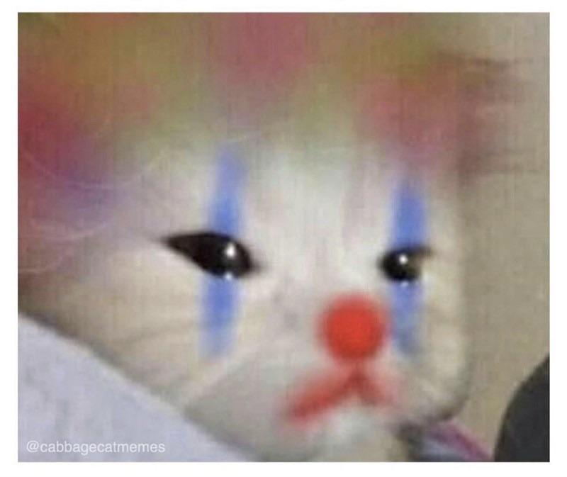 cats do something tweet media