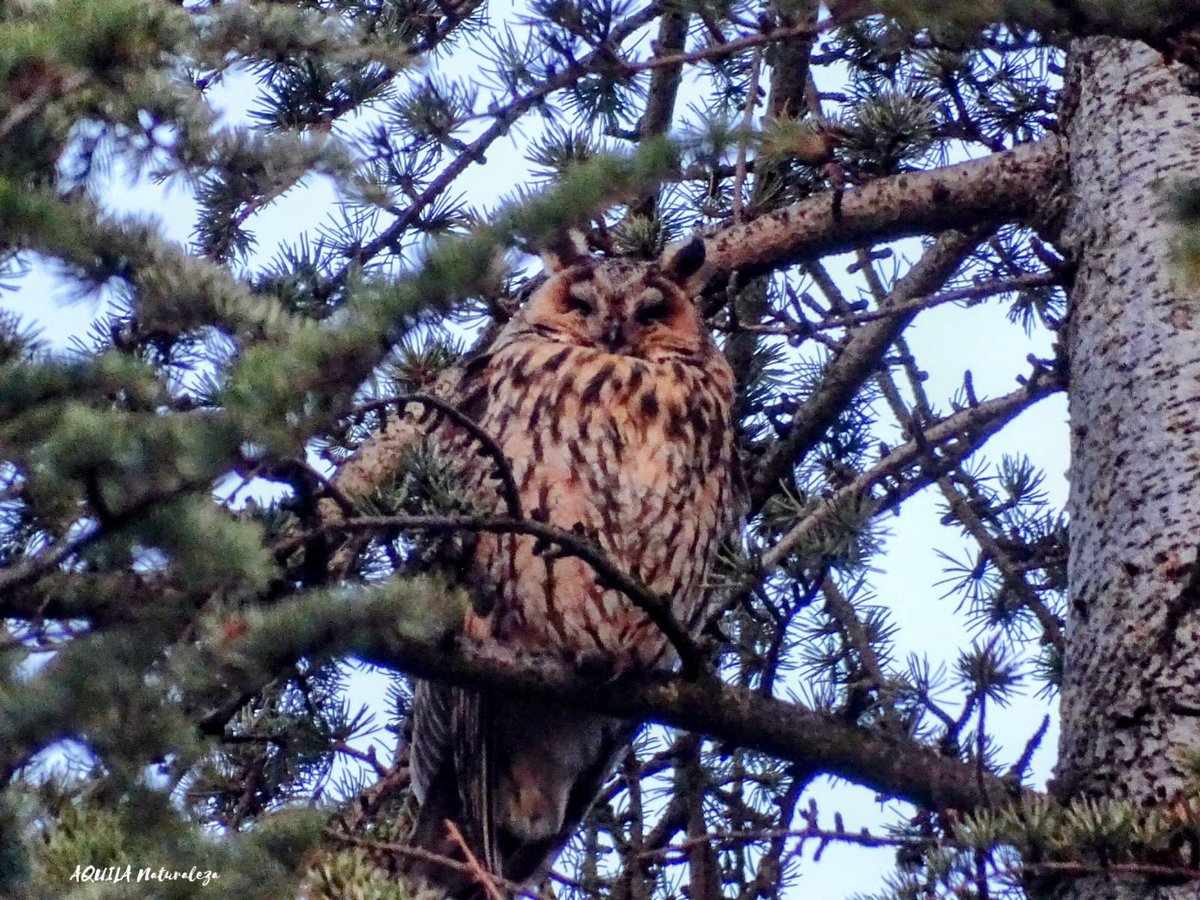 En La Península Ibérica se encuentran 8 especies de rapaces nocturnas 🦉 ¿te gustaría conocerlas?

aquilanaturaleza.wordpress.com/2024/09/30/cur…

---------------

#rapacesnocturnas #rapacesibéricas #cursoonline