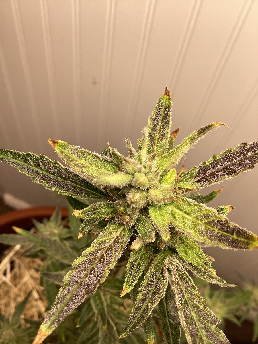 Gross Burger x Gross Burger = Gross Burger S1