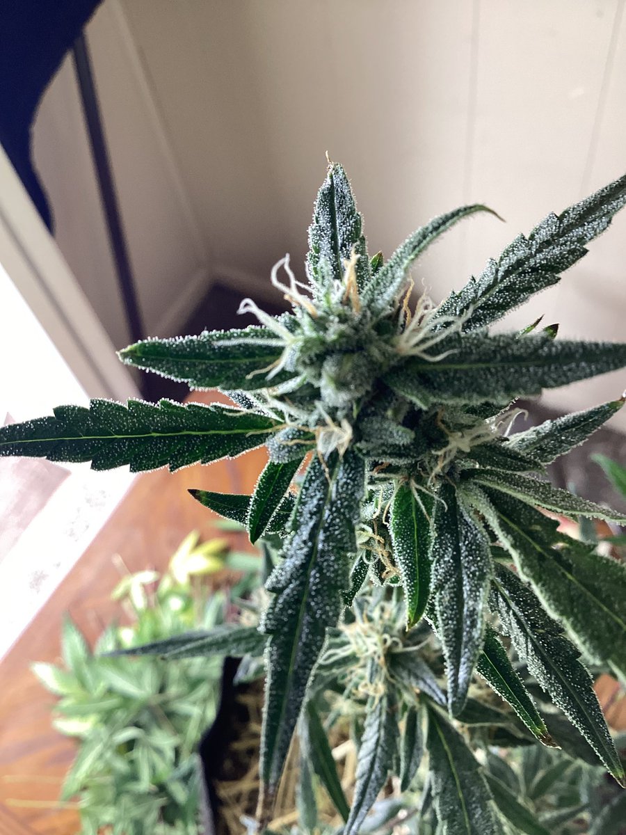 Gross Burger x Gross Burger = S1 Best NY Burger