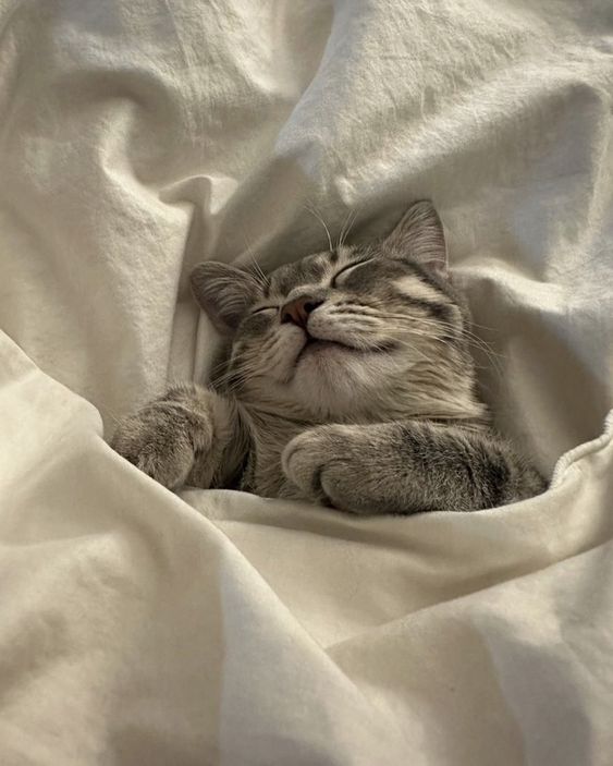 A very cute and lovely kitty is sleeping