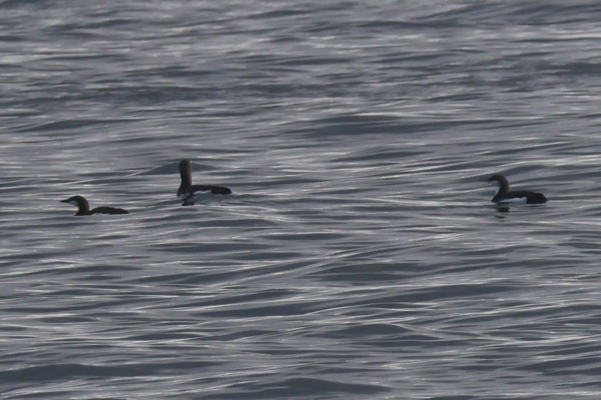 Three Black-throated Divers still off Nybster today, plus a Jack Snipe #CaithnessBirds