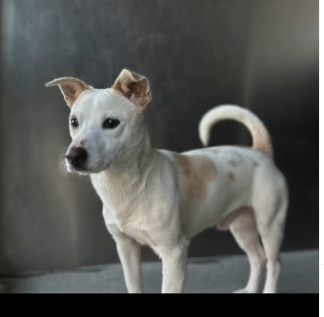 🙏SNOOPY is the most handsome 2 yo #Chihuahua mix at Downey #California ACC. He's a stout little 22 lbs. Been at the shelter since New Year's Eve😢If you love Littles &amp; can add to your pack, go give him a look🙏 info⬇️ #A5672187