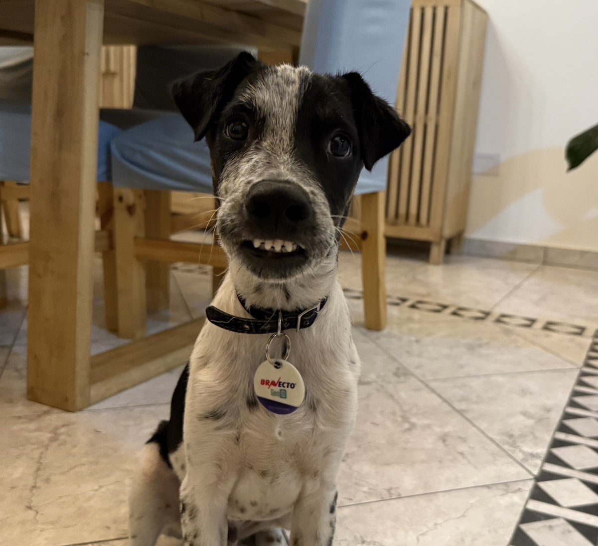 Nada mejor que arrancar la semana con una sonrisa, ¿y quién mejor para regalarte una que el hermoso de Pedro que busca un hogar lleno de amor? 💕

Si tienes espacio en tu corazón y en tu hogar, ¡este amigo fiel puede incorporarse a tu familia!

Escríbenos por mensaje directo IG