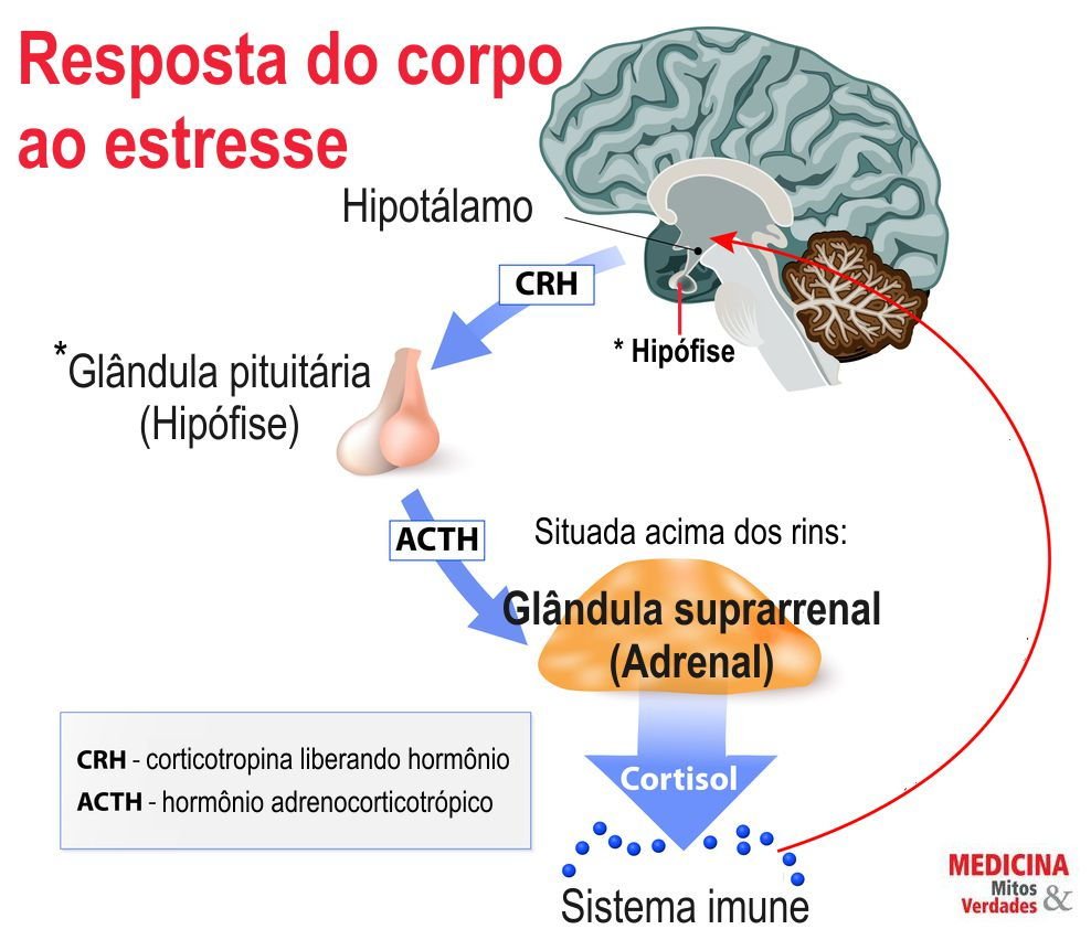 joaoscar_'s tweet photo. 5. Evite pessoas que te estressam.

Parece futil, mas João Scar explica pra você:

Por exemplo a gordura visceral tem mais receptores para cortisol do que outras áreas do corpo.

Quando o cortisol é elevado, ele estimula diretamente a lipogênese nessas células.

Think Smart... https://t.co/idS1Gz2euI