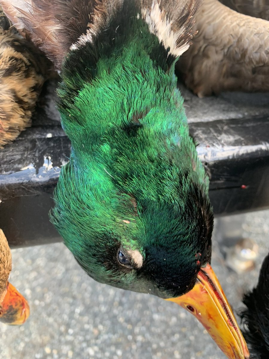 Cadenphillips_'s tweet photo. Almost hit limit 

#nontypicalsupply #outdoorsdelmarva #eastcoastwaterfowl #waterfowl #ducksunlimitedinc #mrducksapparel #tidewe #goosehunt #maryland #marylandhunt #delmarva #hunting  #duckhunt #waterfowlhunting https://t.co/hGmA0Qp6Mg
