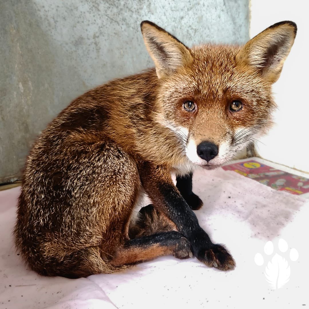 Kildare Wildlife Rescue (@wildlifekildare) on Twitter photo The famous <a href="/tcddublin/">Trinity College Dublin</a> Sam rescued today by our good friend and patron <a href="/collieennis/">Collie Ennis 🕷🐸</a> after Sam was spotted with a badly injured leg.
#urbanwildlife The famous <a href="/tcddublin/">Trinity College Dublin</a> Sam rescued today by our good friend and patron <a href="/collieennis/">Collie Ennis 🕷🐸</a> after Sam was spotted with a badly injured leg.
#urbanwildlife