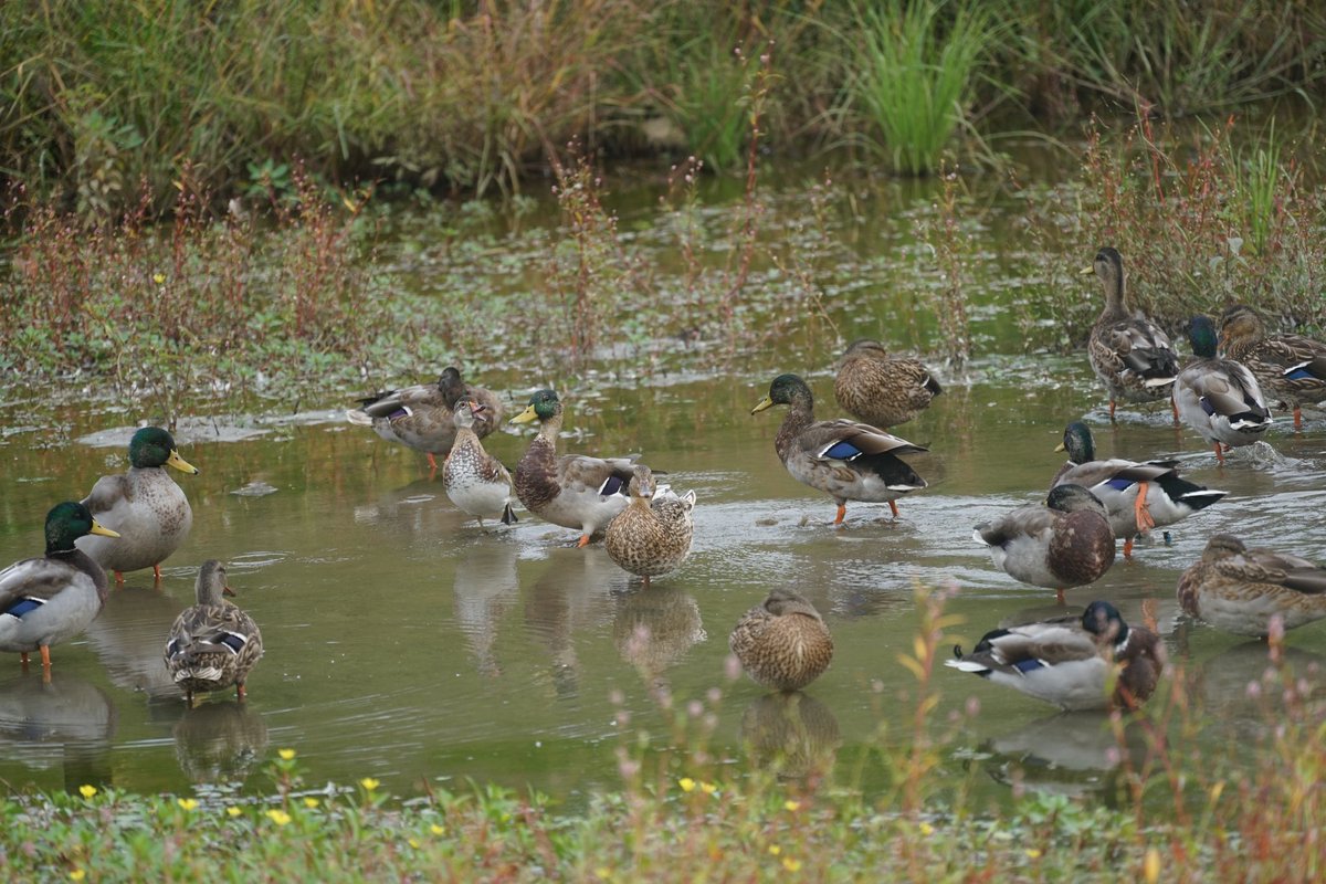 gummy 🦆🦆🦆 tweet media