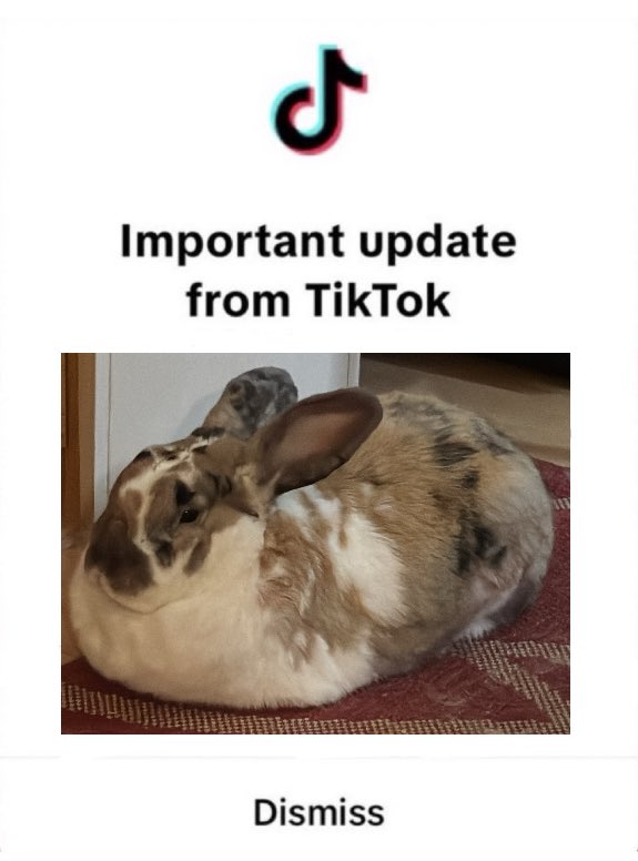 robyn 👱🏻♀️& paddy 🐰 tweet media