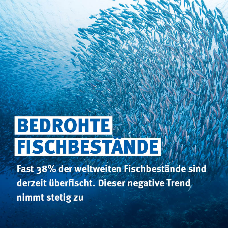 MSC_Fisch's tweet photo. 🌊 Gemeinsam gegen Überfischung: Wir wollen die globale #Fischerei in nachhaltige Bahnen lenken. Das geht nur, wenn alle mit anpacken. 🤝 

#Überfischung ist eine der größten Bedrohungen für die marine #Artenvielfalt und die Gesundheit unserer Meere.
➡️ Fast 38% der weltweiten Fischbestände sind #überfischt – ein Trend, der nicht nur die Meeresumwelt und ihre Bewohner gefährdet, sondern auch die #Ernährungssicherheit, denn mehr als 3 Milliarden Menschen weltweit sind auf Fisch als ihre wichtigste Nahrungsquelle angewiesen.

💡 Die Lösung ist ein umsichtiges Fischereimanagement. Dafür setzt sich der MSC mit seinem Umweltstandard ein.

Warum ist das wichtig?

🔹 Gesunde Fischbestände sichern die Artenvielfalt.
🔹 Nachhaltige Fischerei schützt marine Ökosysteme.
🔹 Bewusster Konsum kann einen Unterschied machen.

✔️ Achten Sie beim Kauf von Wildfisch immer auf das MSC-Siegel und unterstützen Sie so den Schutz unserer Meere und der globalen Fischbestände.