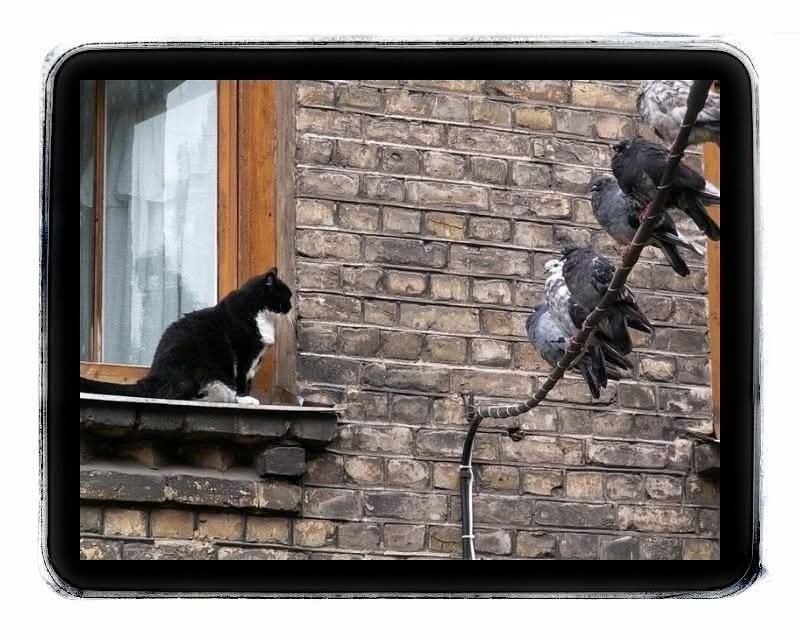 - Puiši, jūs joprojām pastā strādājat?
- Nē, piespēlējam klientus automazgātuvēm! 

🕊️ Spalvains #ZooHumors.
💩 Autors: Andris Bukovskis