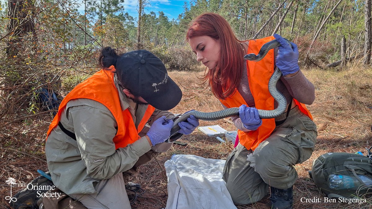 The Orianne Society tweet media