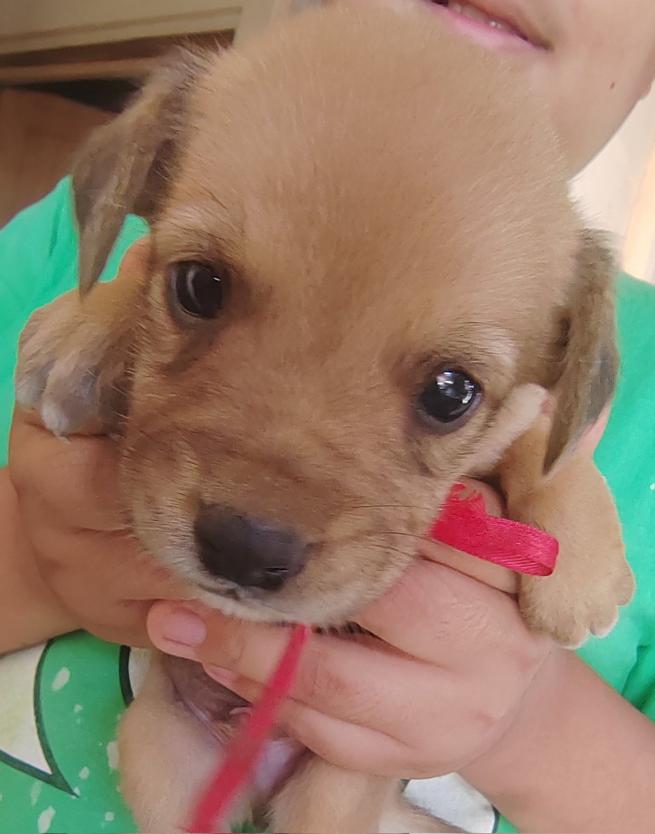 Les presento a Apolo, hoy cumple 1 mes y es el nuevo miembro de la familia!!