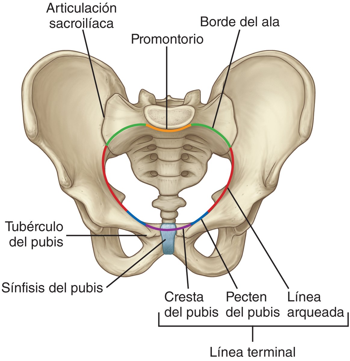 PasionAnatomia's tweet photo. El estrecho superior de la #pelvis es la comunicación circular que existe entre las cavidades abdominal y pélvica. Está formado por⤵️
📌El #promontorio del #sacro
📌Borde de las alas del sacro
📌La #LíneaTerminal (#LíneaArqueada, la #LíneaPectínea y la cresta del pubis) https://t.co/Io5tXRzo3G