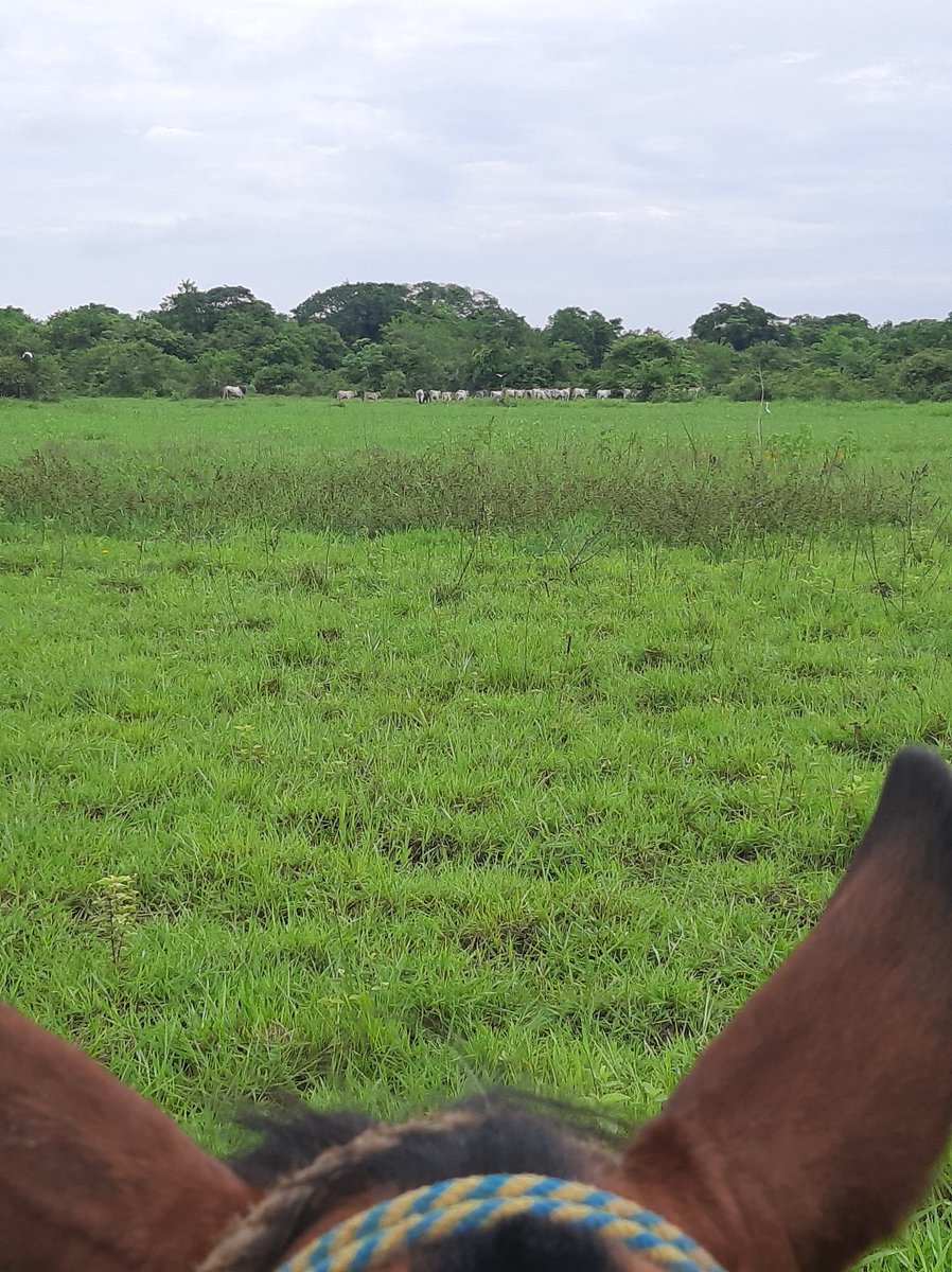 Por ahí hace ruido lo del "sueño Americano".. 

¡Mi Sueño sigue siendo Venezolano! 🤠🇻🇪🇻🇪🇻🇪🇻🇪🇻🇪🇻🇪🇻🇪🇻🇪
100% comprometido con nuestras raíces y tradiciones 💪🐂🌾