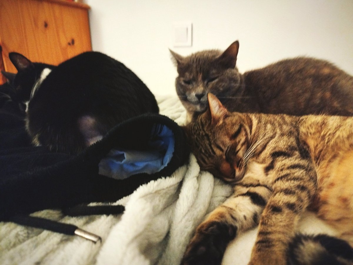 SRTarin's tweet photo. 😺😺😺 https://t.co/wEd6bCEJyI