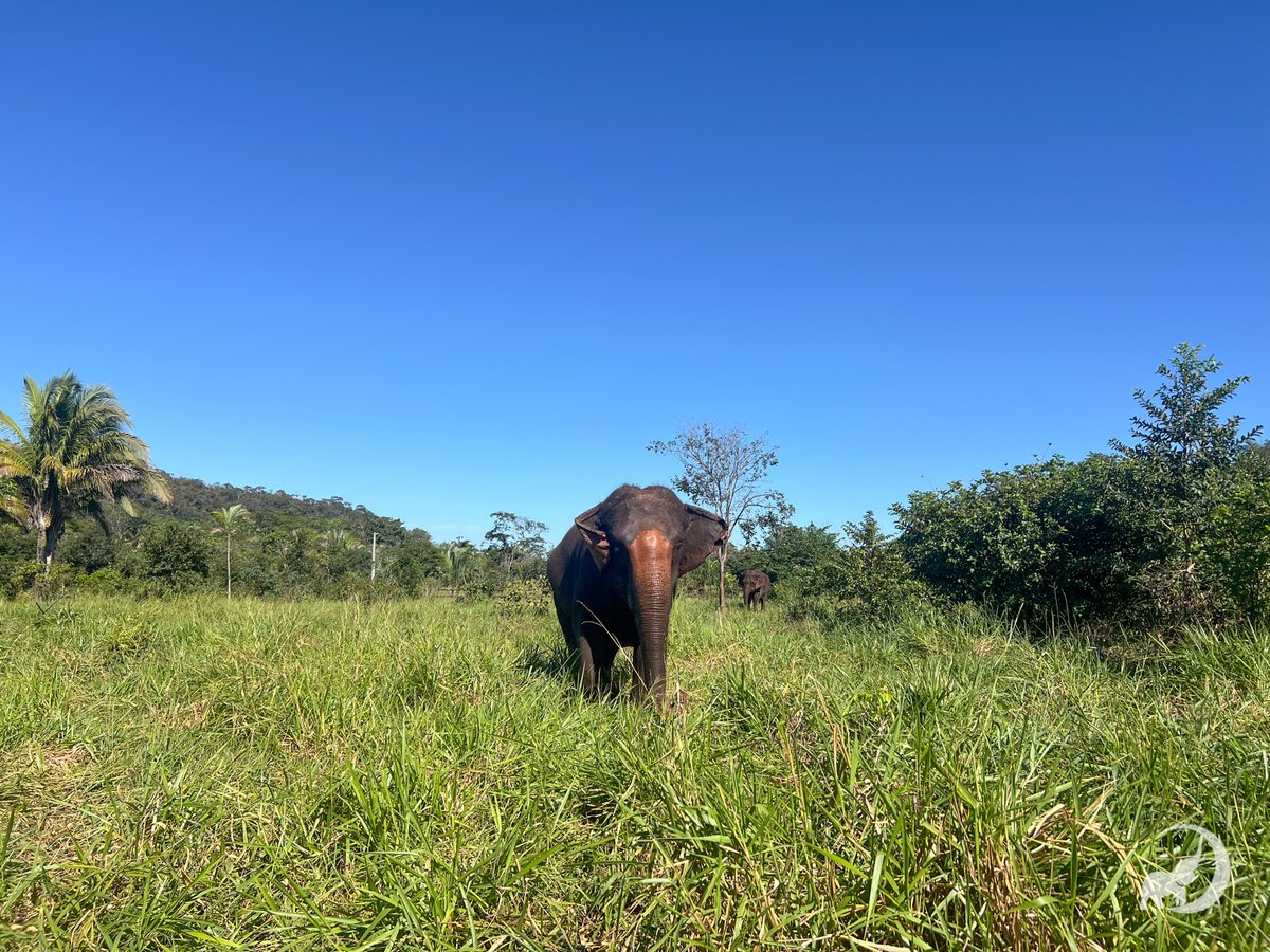 You can identify Maia from far away because she's the only one who consistently flaps her ears one at a time. Everyone else flaps them pretty symmetrically. If you'd like to read more facts about our residents, they each have their own page on our website. Here's Maia's: