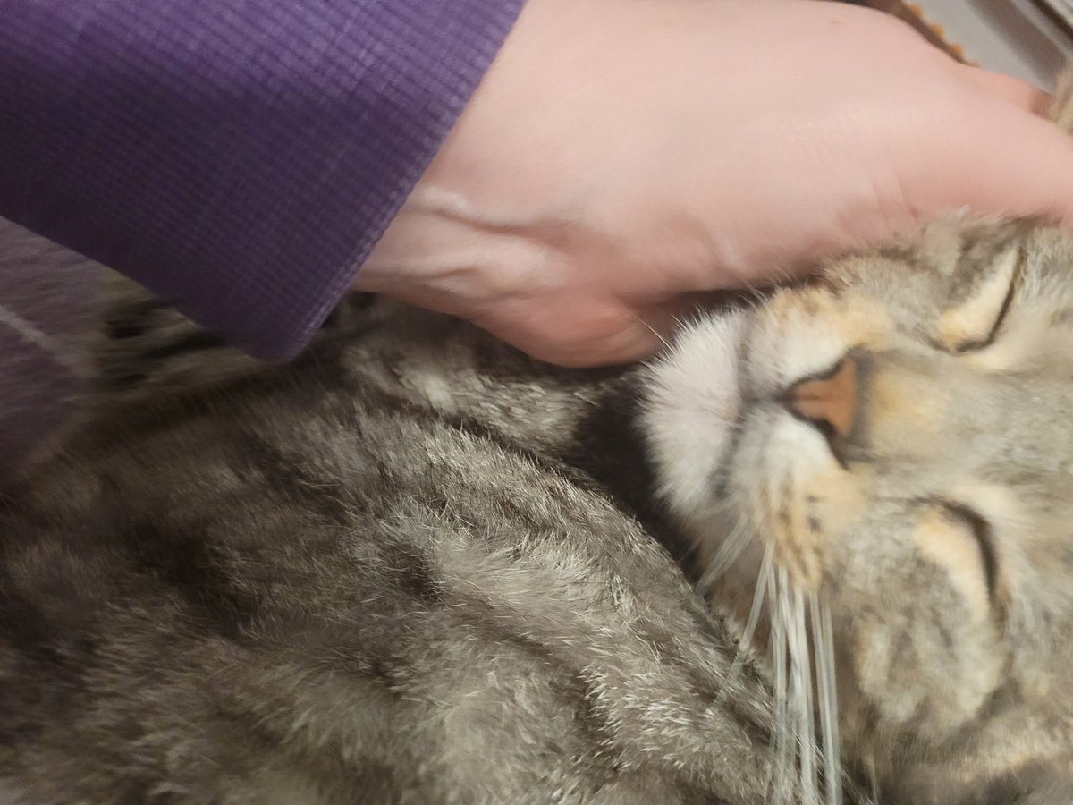 Meow pals how are you? I am enjoying cuddles from Mami since she has finally finished work. We have minus 5 degree, so we do only short rounds. #Hedgewatch #FTeam paw waves Findus 🐾🐾