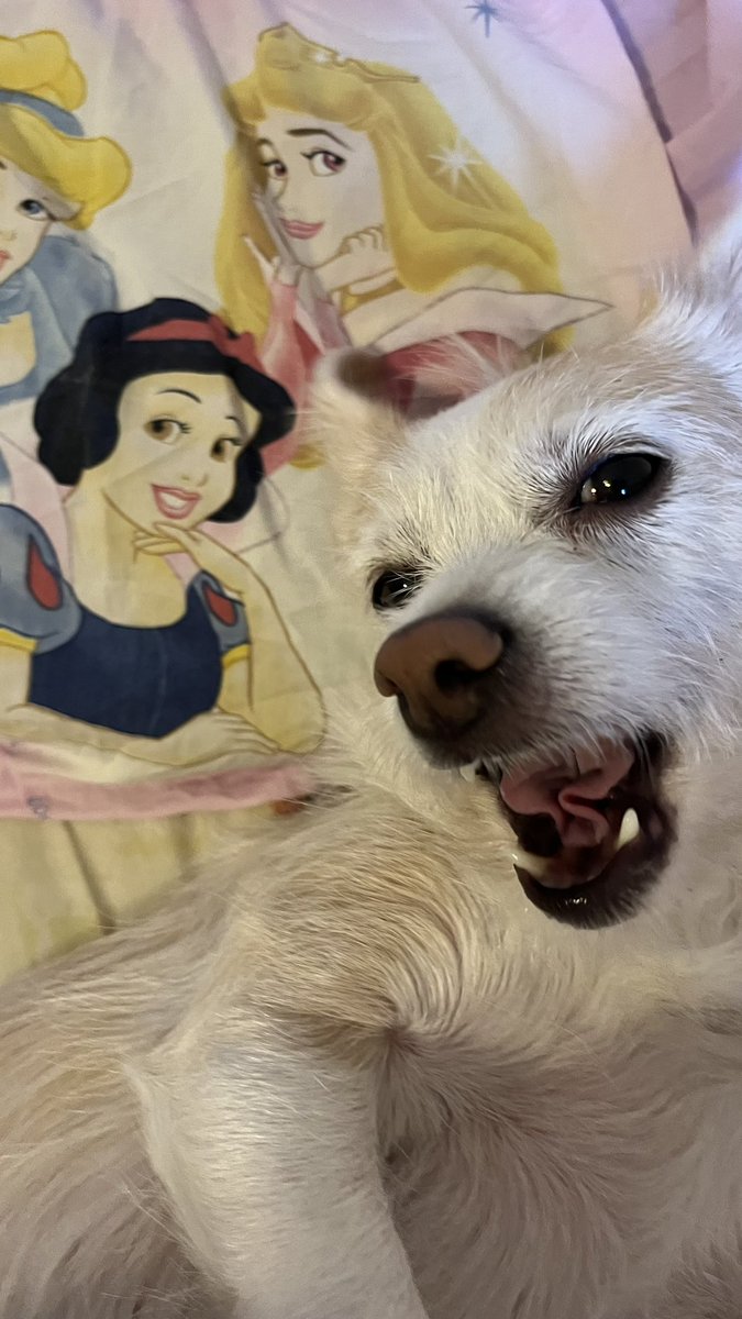 emguzel bilemsess beminnn