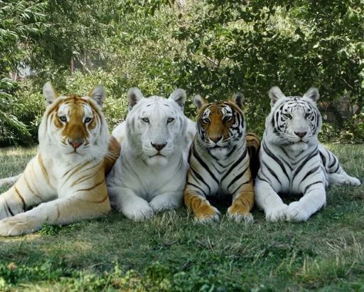 4 types of tigers in the same photo: Golden Tiger, Snow White Tiger, Bengal Tiger and White Tiger